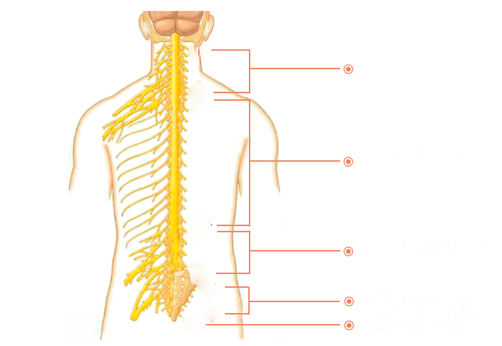 nerves spinal